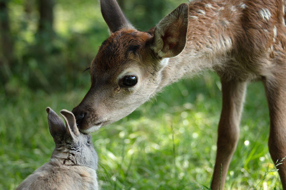 Bambi, l'histoire d'une vie dans les bois film movie